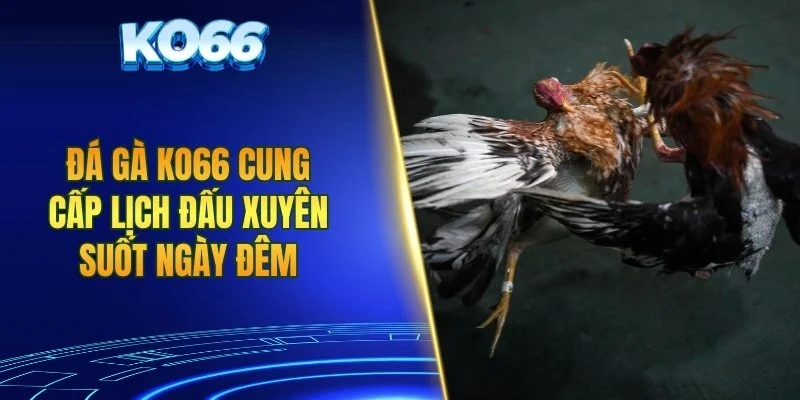 Đá gà KO66 cung cấp lịch đấu xuyên suốt ngày đêm